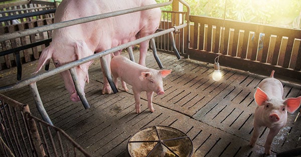 Stal Data、LoRaWAN®の活用で環境条件と豚の健康状態を監視
